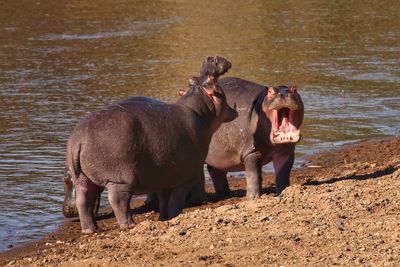 Hippo standing in a lake