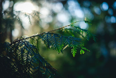 Close-up of plant against blurred background