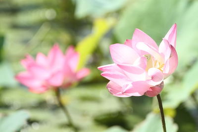 A blooming lotus flower in the pond

