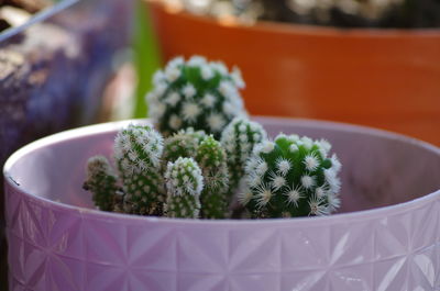 Close-up of cactus