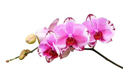 Close-up of pink orchid against white background