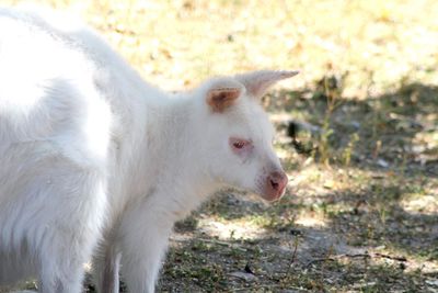 Close-up of a albino wallaby on a field