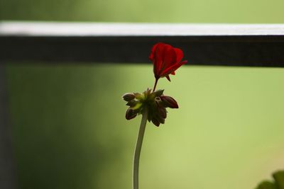 Close-up of red flowering plant