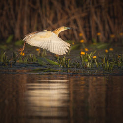 Wild beautiful birds from danube delta, romania. wildlife photography