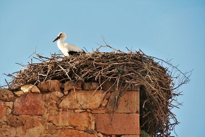 Low angle view of bird perching on nest against clear sky