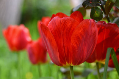 Close-up of red flowers blooming outdoors