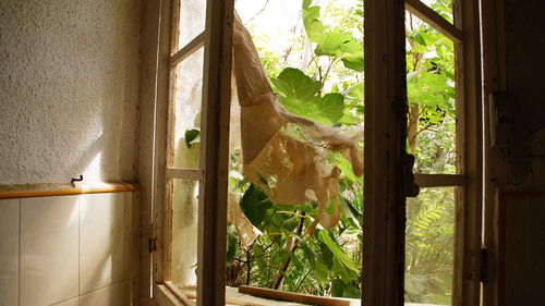 Plants seen through window