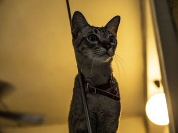 Close-up portrait of a cat