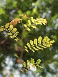 Close-up of yellow flowering plant