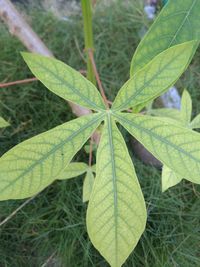 High angle view of plant growing on field