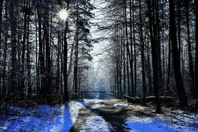 Trees in forest during winter