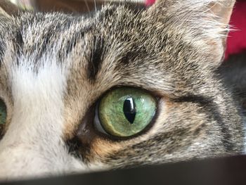 Close-up portrait of cat