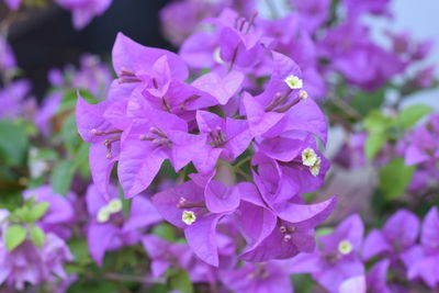 Close-up of purple flowering plant