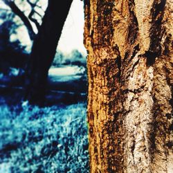 Close-up of tree trunk in forest