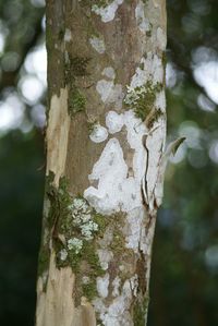 Close-up of tree trunk