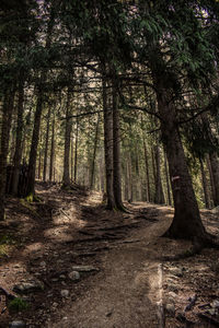 Trees growing in forest