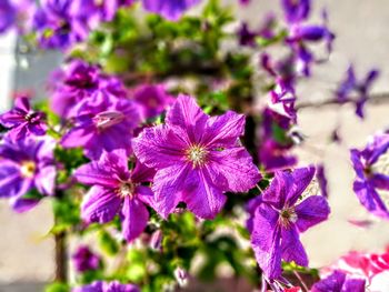 Close-up of purple flowers blooming outdoors