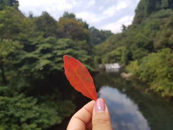 Close-up of person holding leaf