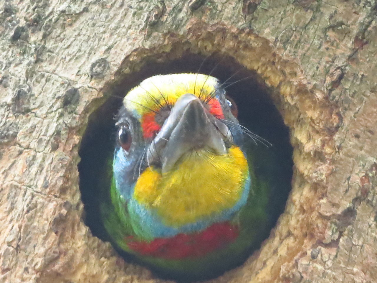 HIGH ANGLE VIEW OF A BIRD IN A TREE