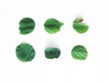 Close-up of leaves over white background