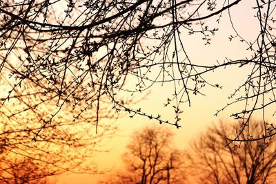 Low angle view of bare trees against sky