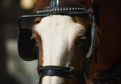 Close-up of horse