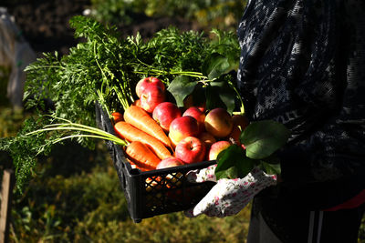 Midsection of woman picking fruit