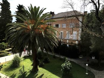 Palm trees in lawn