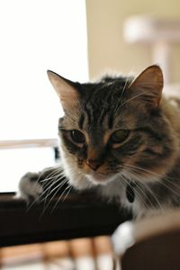 Close-up portrait of cat