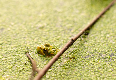 Close-up of frog in pond