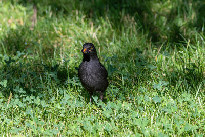 Bird perching on a field