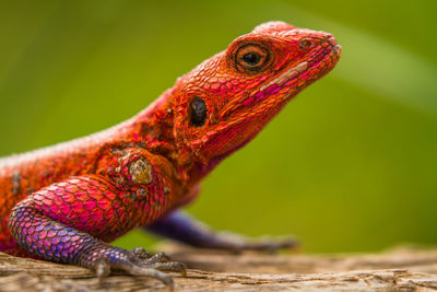 Close-up of a lizard