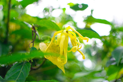 Close-up of yellow flowering plant