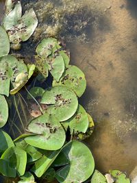 High angle view of leaves floating on lake