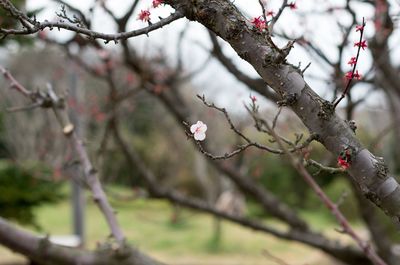 Close-up of cherry blossoms