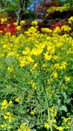 Close up of yellow flower