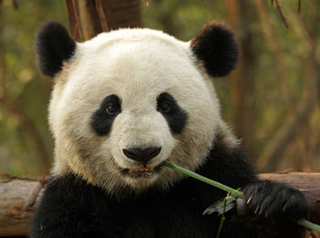 Close-up of giant panda eating bamboo