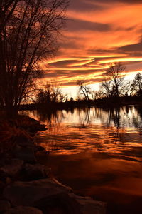 Silhouette of bare trees at sunset