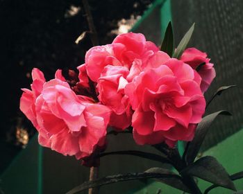 Close-up of pink flowers blooming outdoors