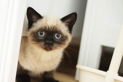 Portrait of white cat at home