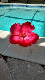 Close-up of pink hibiscus in swimming pool