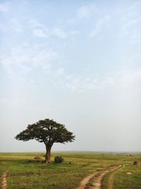 Tree on field against sky