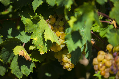 Close-up of grapes growing in vineyard