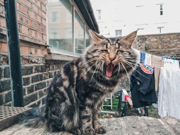 Cat looking away while standing outside building
