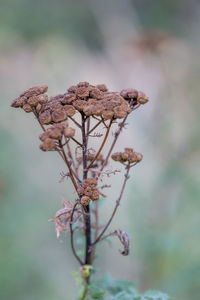 Close-up of dried plant against blurred background