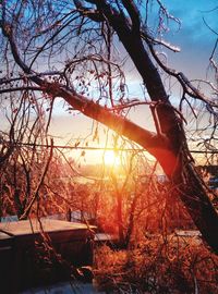 Low angle view of bare trees against sky during sunset