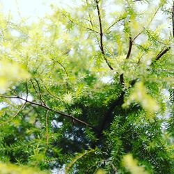 Close-up of tree branches