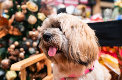 Close-up of a dog