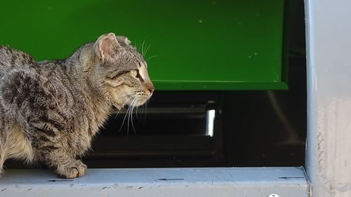 Close-up of a cat looking through window