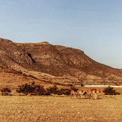 Scenic view of camels and landscape against sky